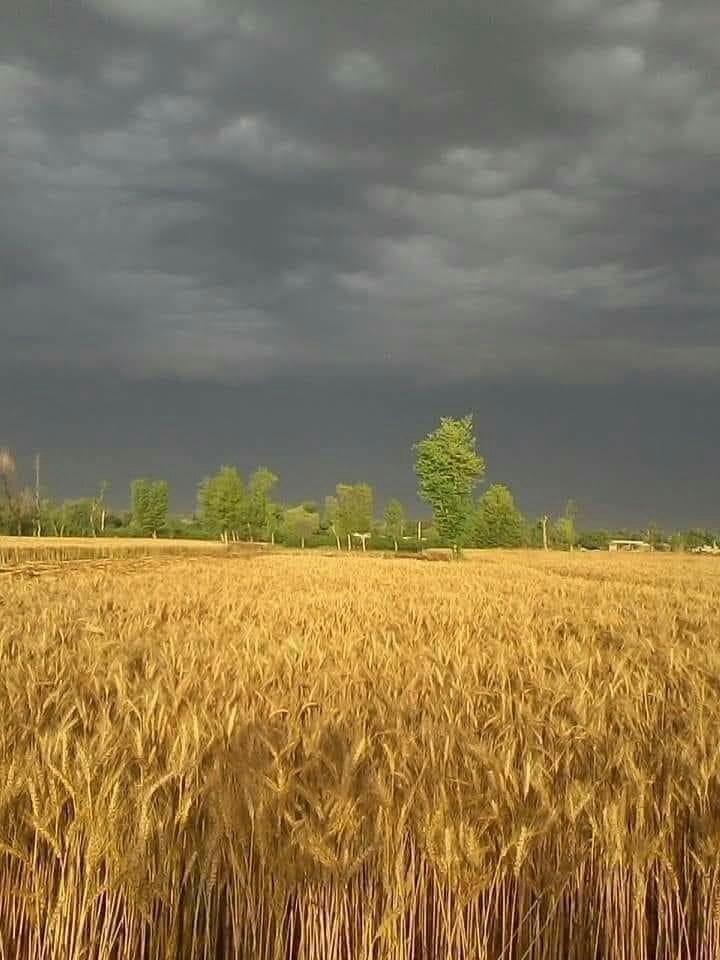 storm in the wheat fields Pakistan