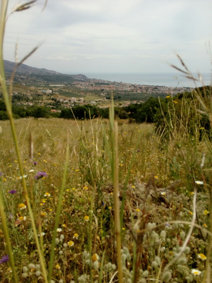 Into the wild