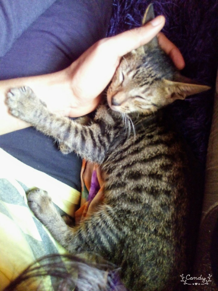 My Lovely Kitty. .