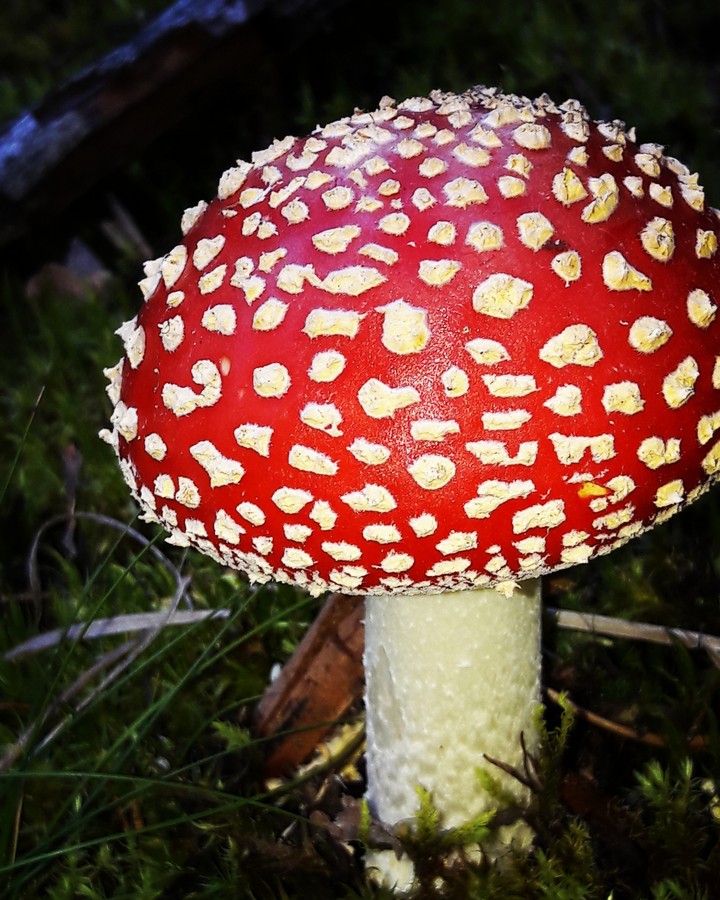 Mushroom