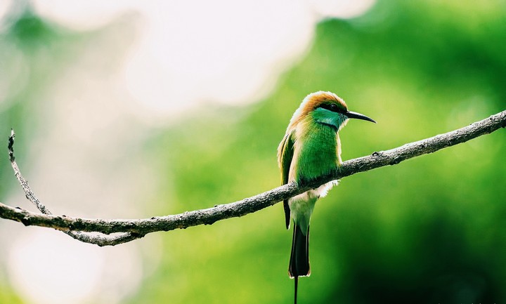 #bird #wildlife #forest#