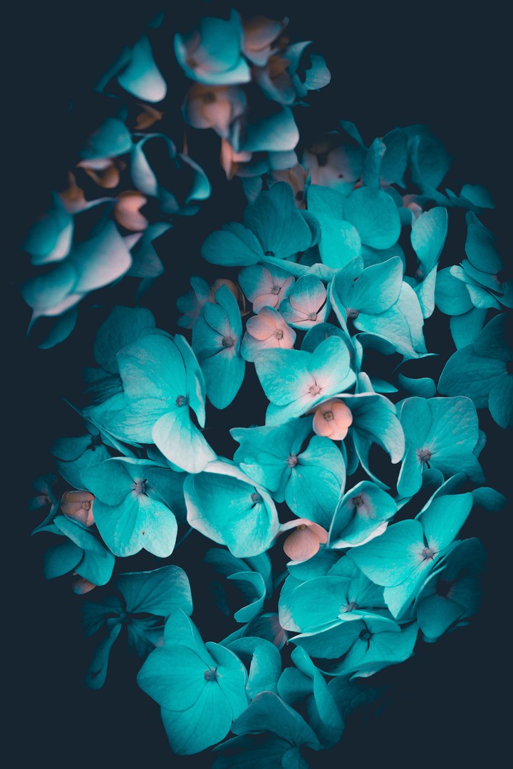 Hortensia