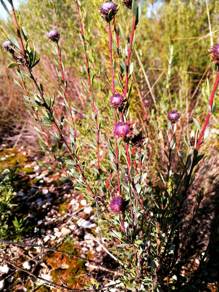 Lilas plants