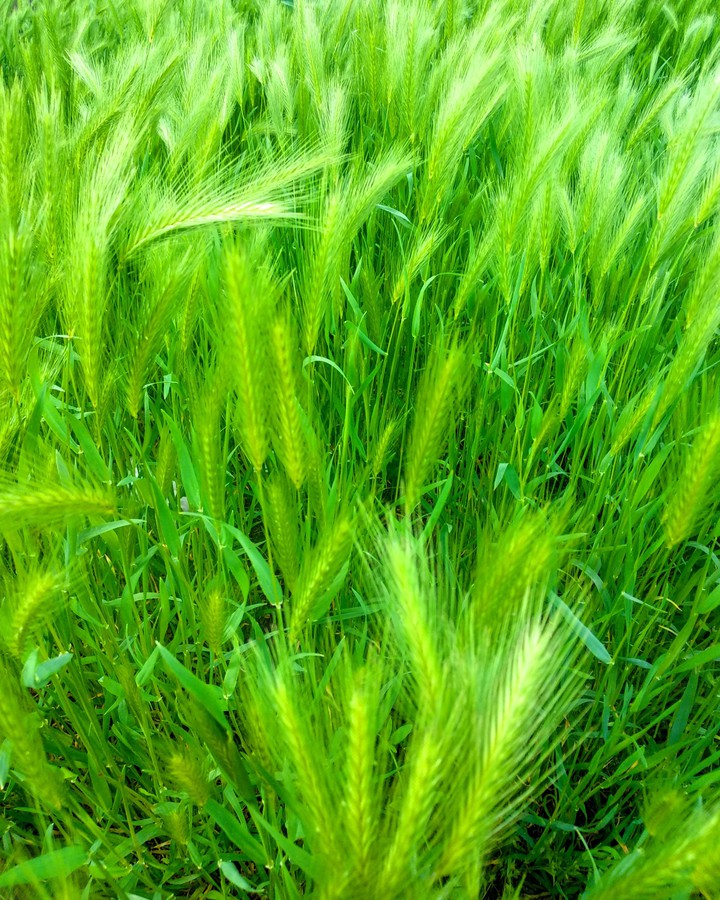 nature