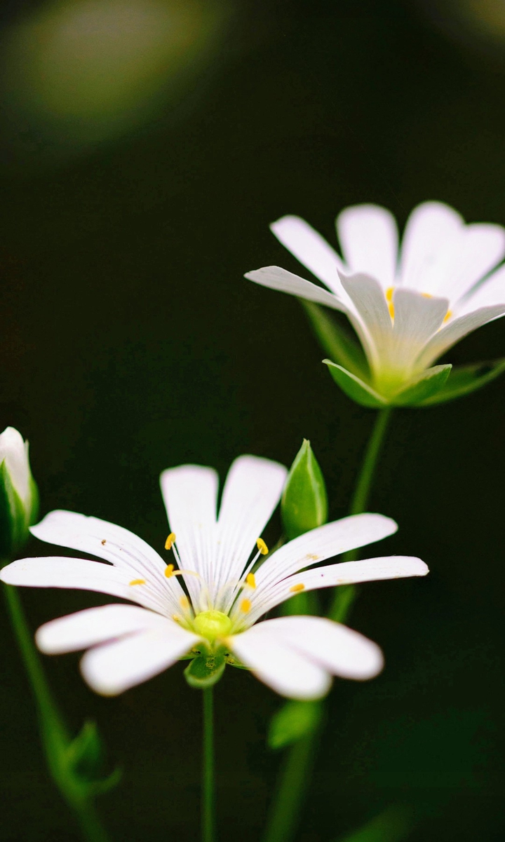 Humble Flower.  .
