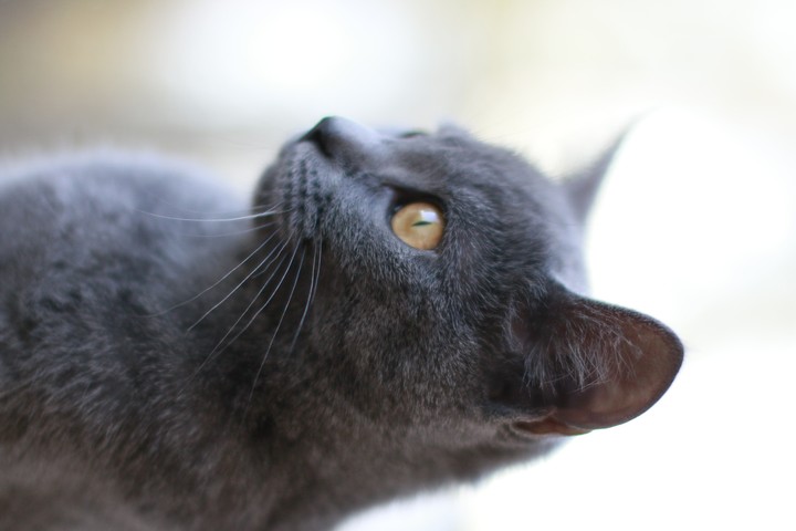cat