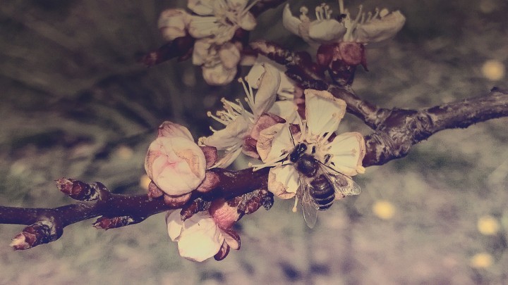 spring bee