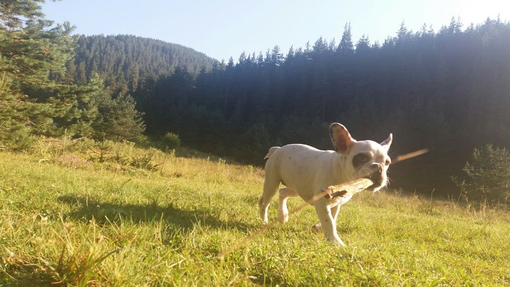 Frenchie in the forest