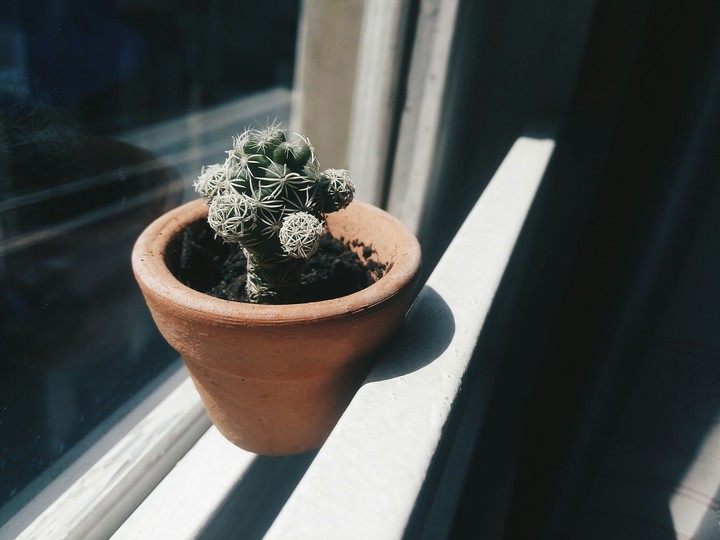 Tiny cactus