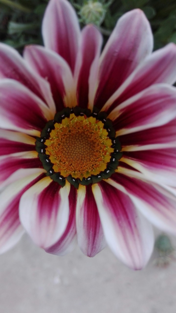 Flower sweat