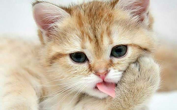 кошеня