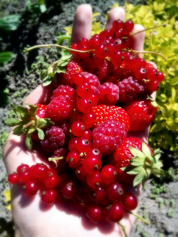 sweet berries
