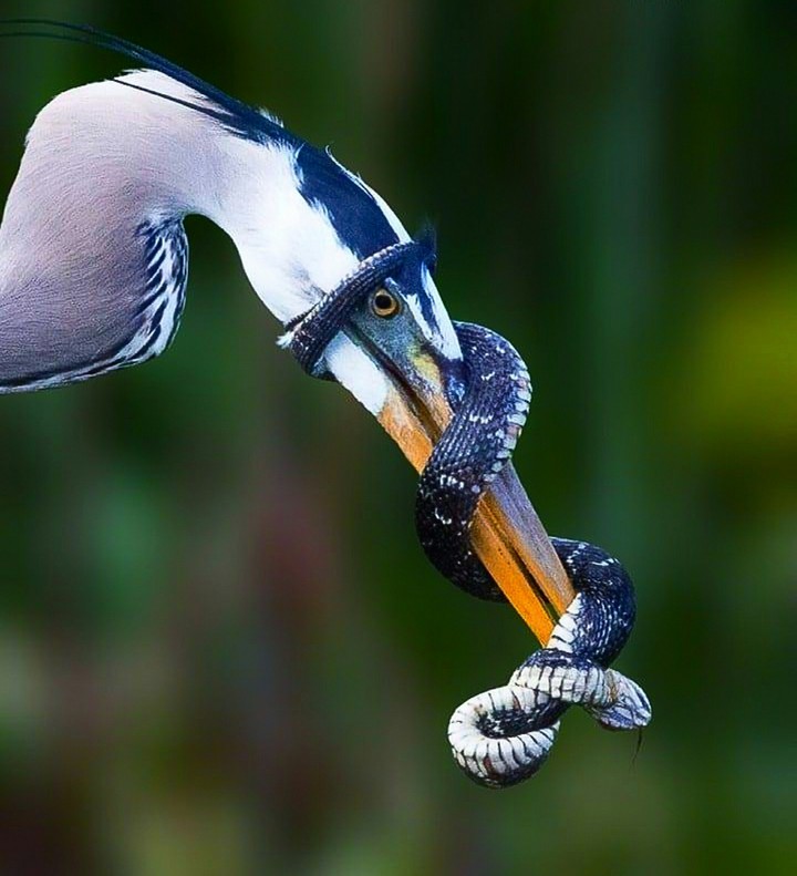 With Mouth Closed Flys Cannot Enter