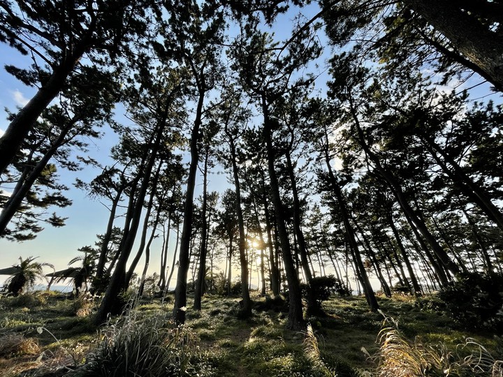 forest
