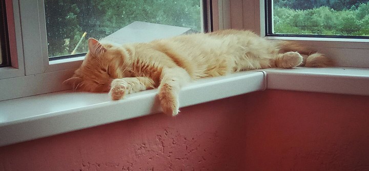 #cat#Bonya