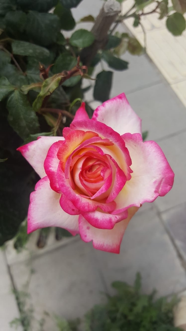 gül pembe