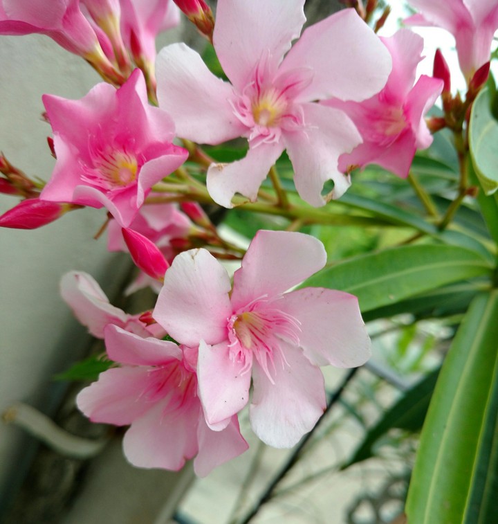 Pink Flowers