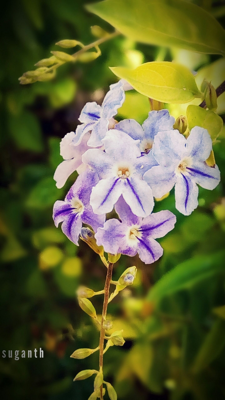 lovely violet flower....