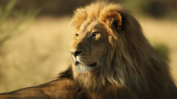 Lion King
