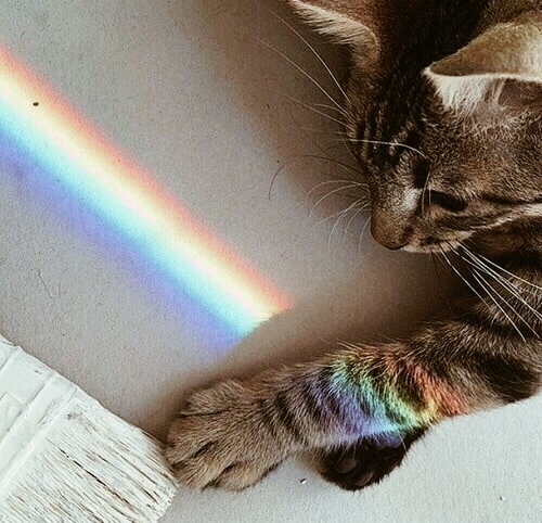 кот