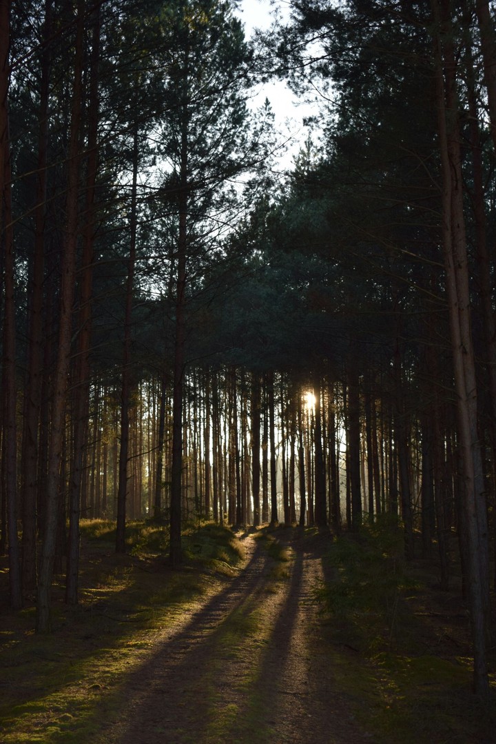 Forest