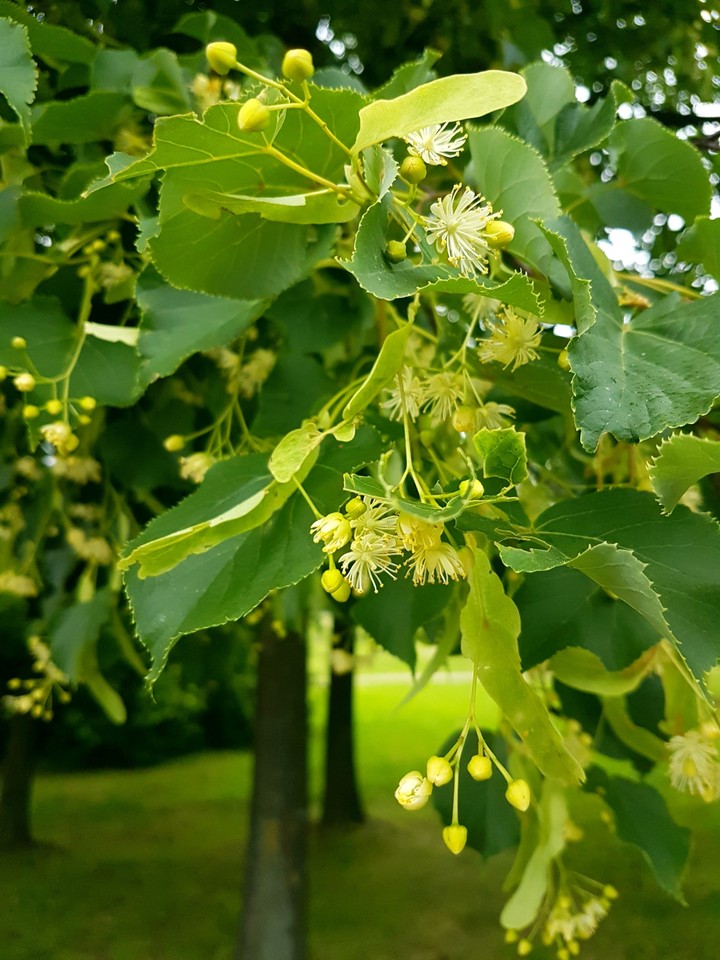 linden