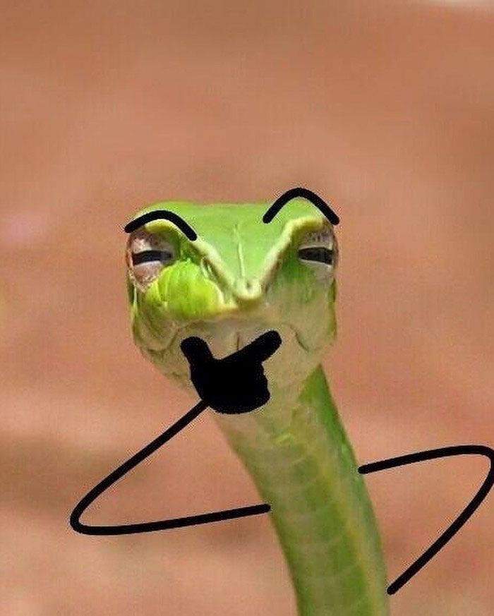 Snaaakeee