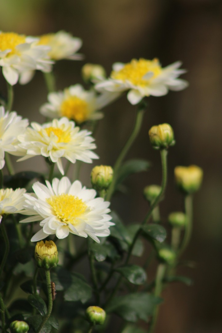 Flower fair