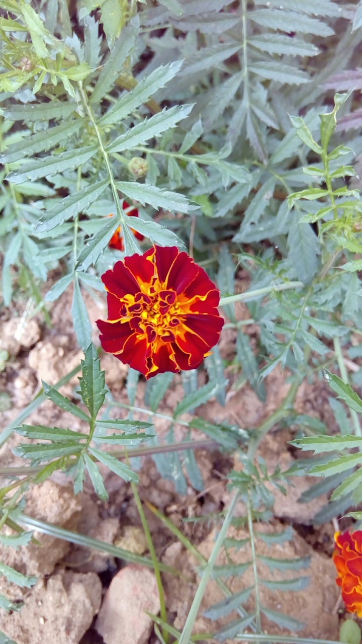 gendu flower