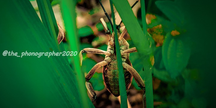 insect
