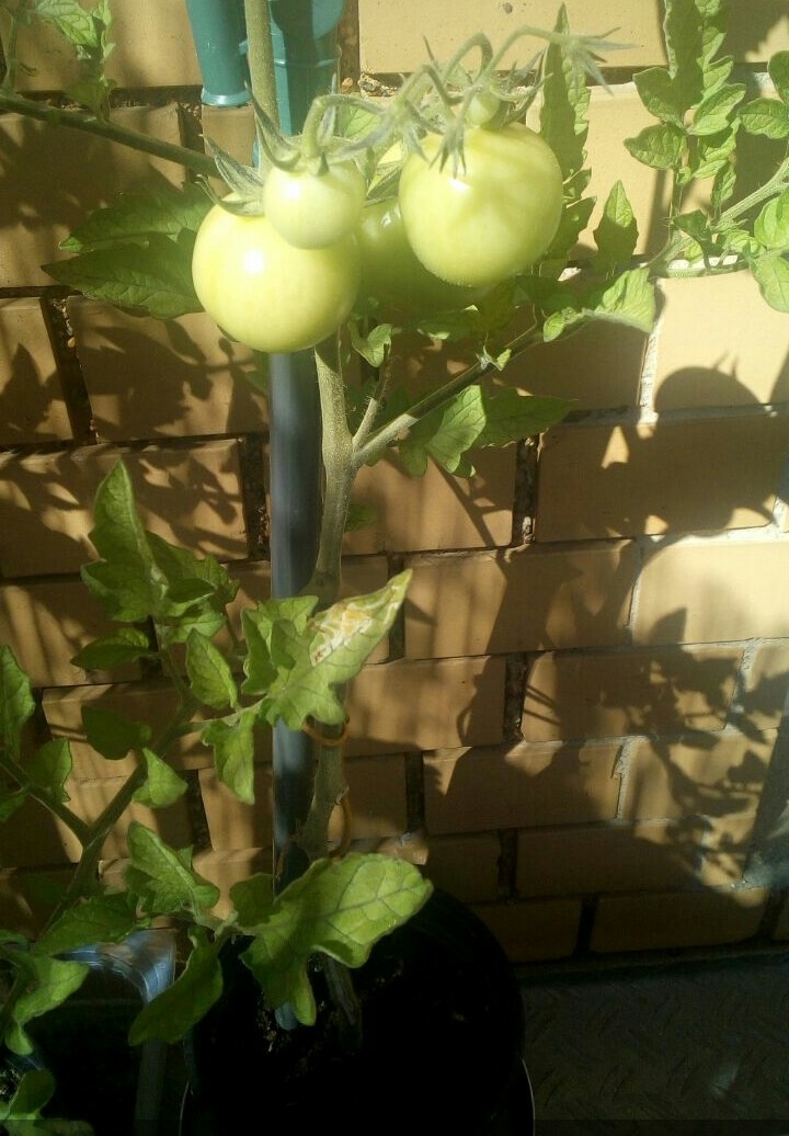 Tomatenpflanze