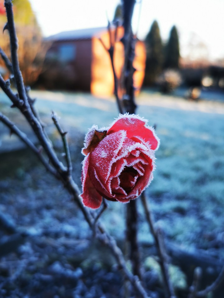 frosty rose