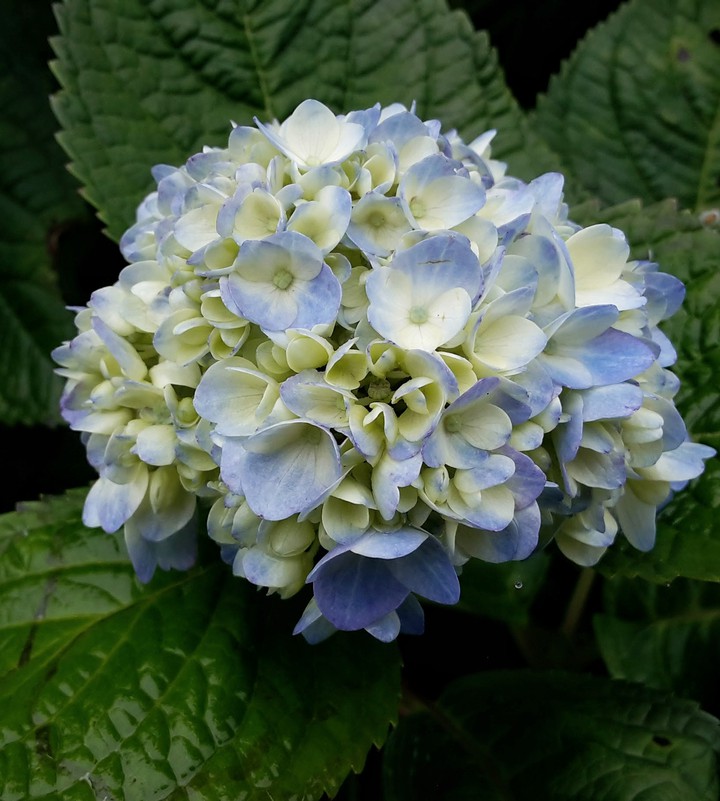 bluish white flower