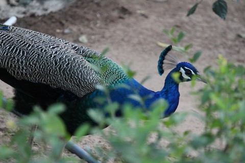 મોર