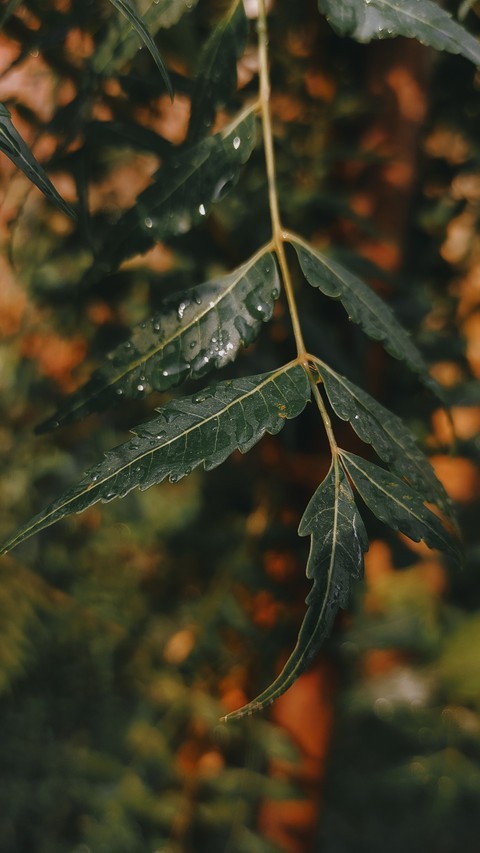 leaf, forest wallpapers