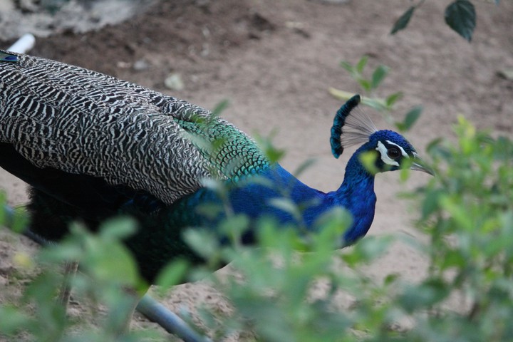 મોર