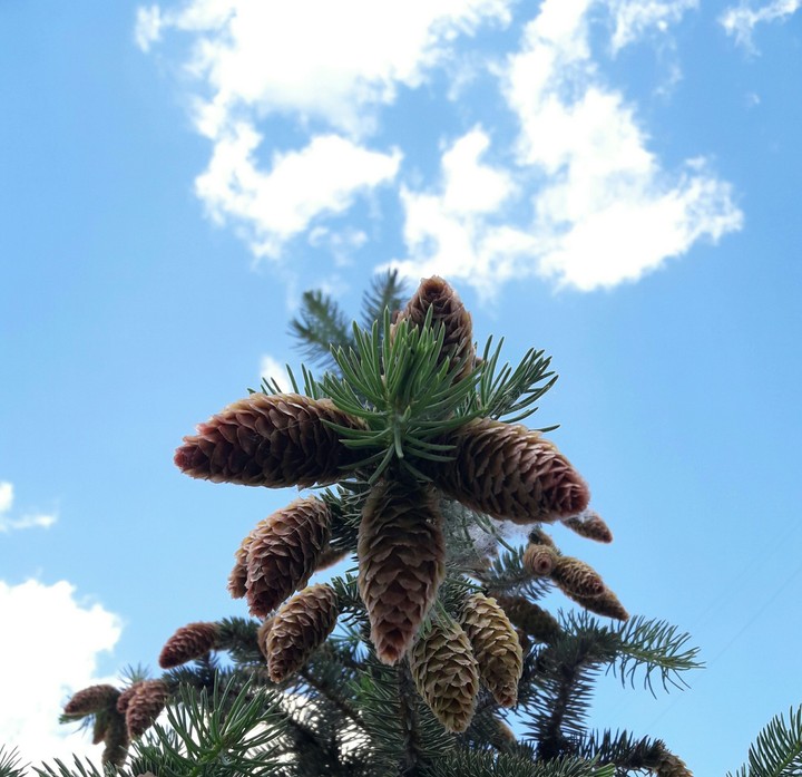 Pine cones