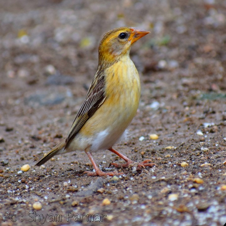 Sparrow