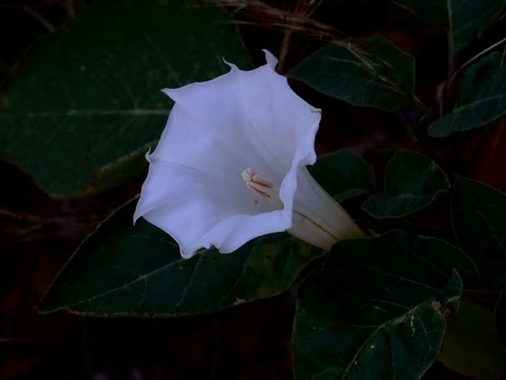 Datura