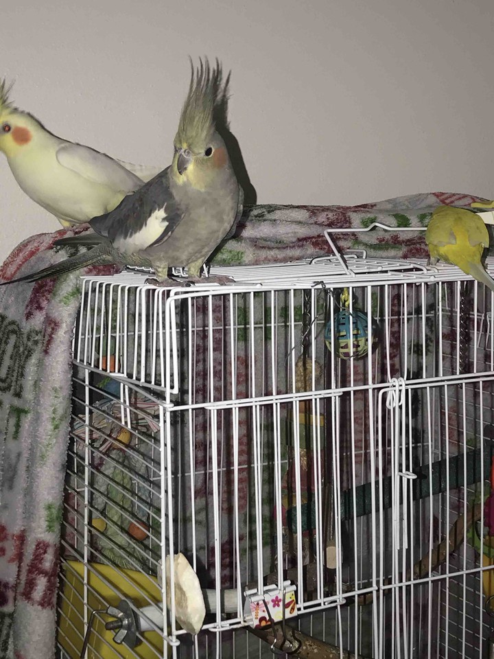we are in cage