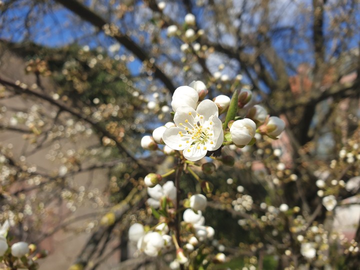 Spring