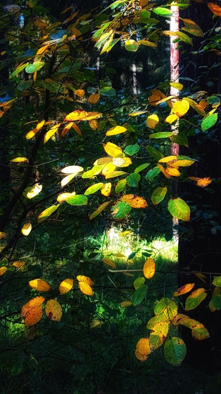 Nature