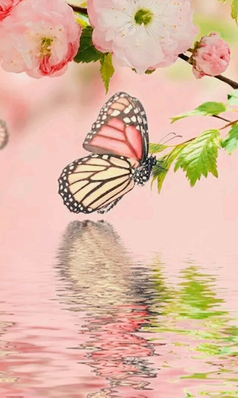 mariposa