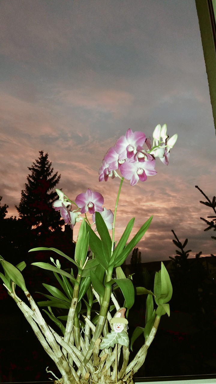 orchids