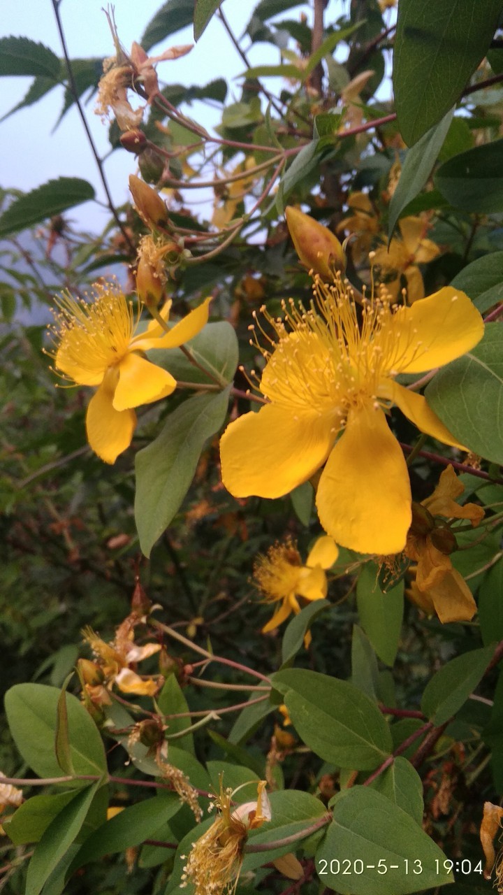 Yellow flowers #wild flower