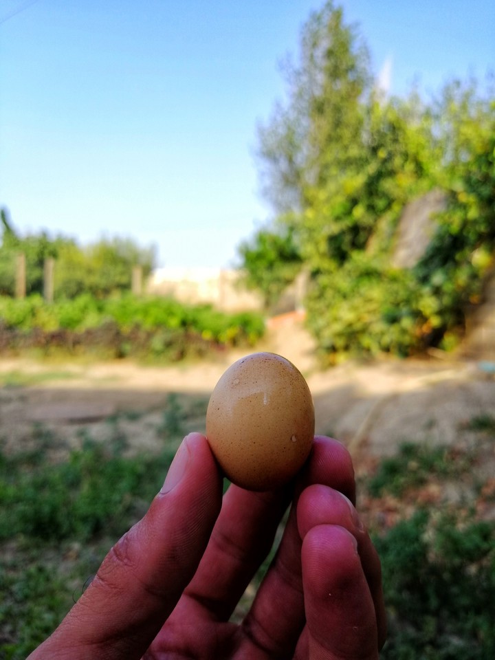 Little chicken egg