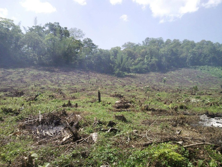 deforestation
