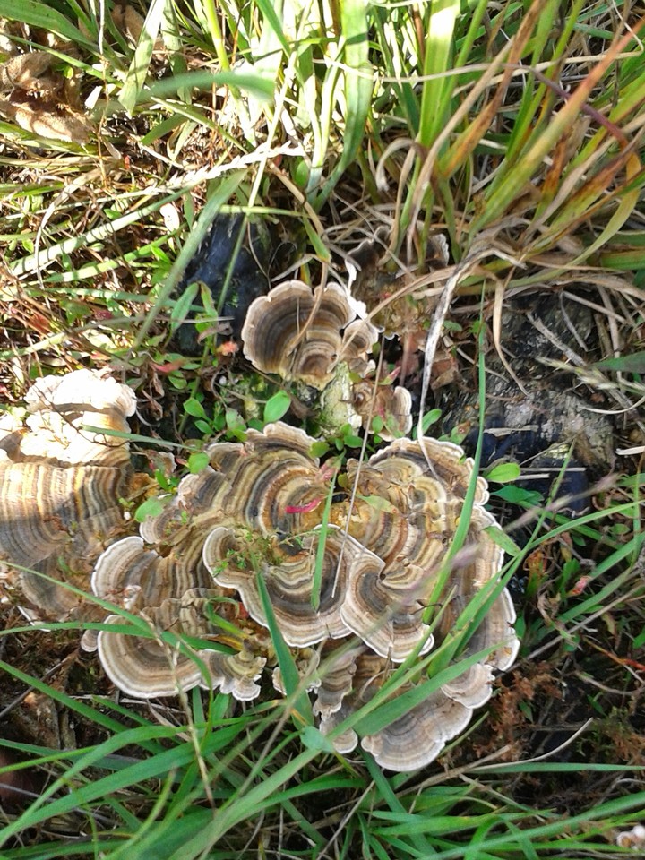 Baumpilz