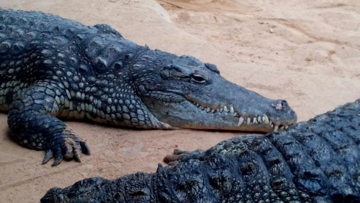 crocodile