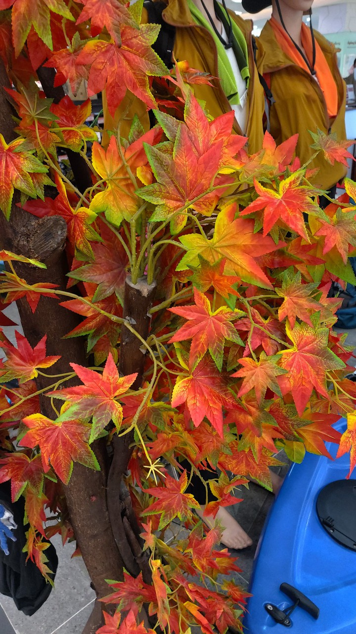 Leaf